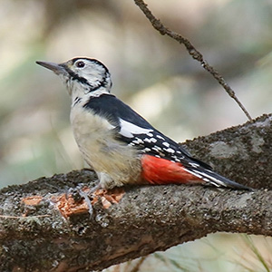 Himalayan Woodpecker